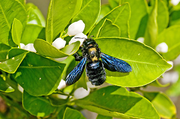 Image showing carpenter bee,Xylocopa violacea L.