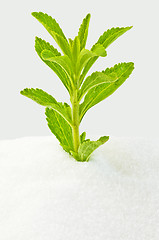 Image showing Stevia rebaudiana, support for sugar