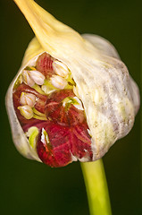 Image showing bulbil of garlic