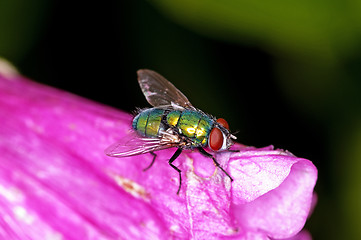 Image showing fly, Lucilia caesar.
