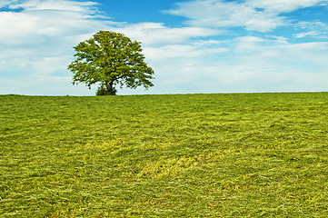 Image showing tree in summertime