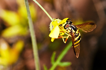 Image showing hoverfly, Myrathropa,spec. 