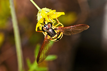 Image showing hoverfly, Myrathropa,spec. 