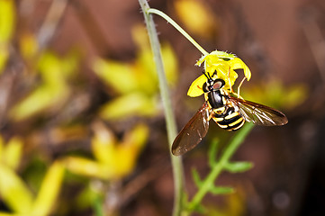 Image showing hoverfly, Myrathropa,spec. 