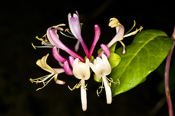 Image showing Chinese medicinal plant honeysuckle