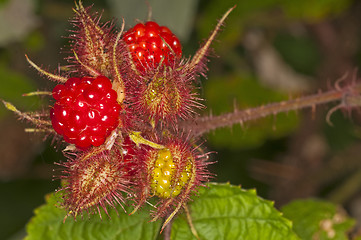 Image showing japanese wineberry