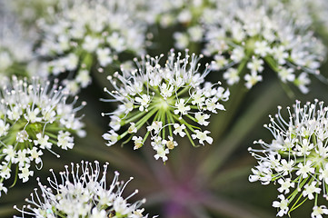 Image showing angelica, Angelica sylvestris