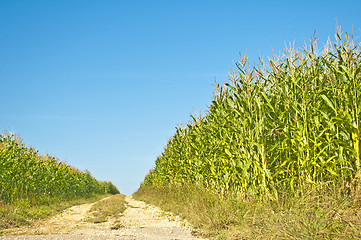 Image showing field of corn