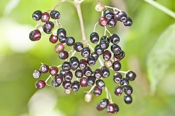 Image showing sambucus 