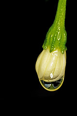 Image showing blossom of chili with raindrops