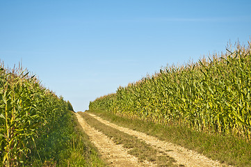 Image showing field of corn