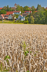 Image showing wheat with a panoramic view to houses