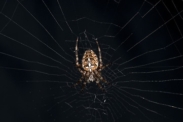 Image showing garden spider, Araneus diadematus