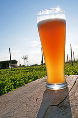 Image showing wheat beer