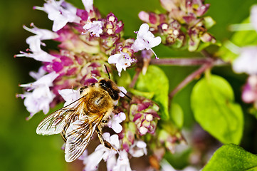 Image showing bee on thyme