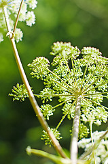 Image showing angelica, Angelica sylvestris