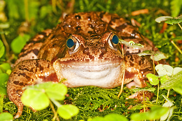 Image showing agile frog, Rana dalmatina