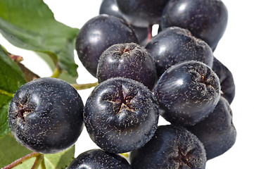 Image showing choke-berry,Aronia melanocarpa