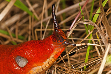 Image showing snail, Arion rufus