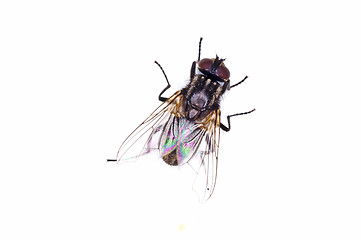 Image showing fly, Callipohora vicina