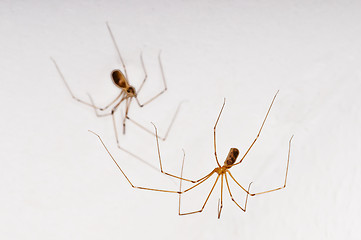 Image showing daddy longleg