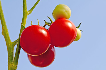 Image showing tomato plant with ripe and unripe fruits
