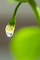 Image showing blossom of chili with raindrops