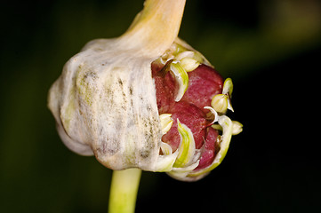 Image showing bulbil of garlic