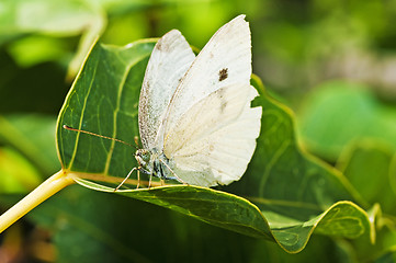 Image showing cabbage butterfly, Pieris brassicae