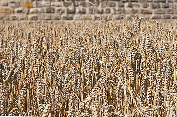 Image showing wheat with an old historic wall in the background