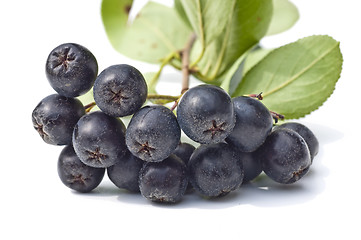 Image showing choke-berry,Aronia melanocarpa