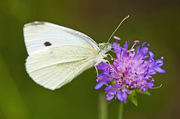 Image showing cabbage butterfly, Pieris brassicae