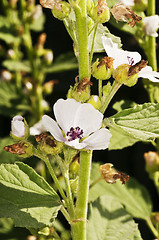 Image showing Medicinal plant marsh mallow