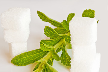 Image showing Stevia rebaudiana, support for sugar