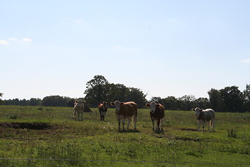 Image showing Curious cows