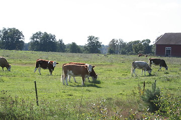 Image showing Grazing cows