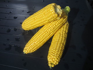 Image showing Corncobs