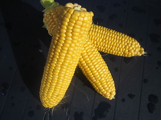 Image showing Corncobs