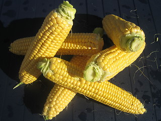 Image showing Corncobs