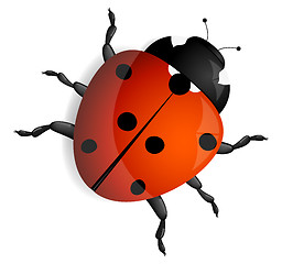 Image showing Red ladybug