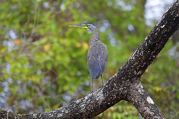 Image showing Bare-throated Tiger Heron