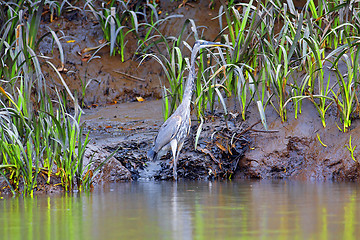 Image showing Bare-throated Tiger Heron