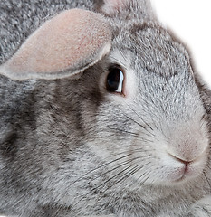 Image showing Grey rabbit isolated on white