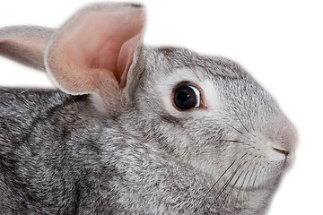 Image showing Grey rabbit isolated on white