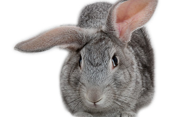 Image showing Grey rabbit isolated on white