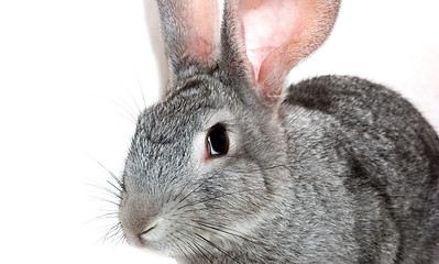 Image showing Grey rabbit isolated on white