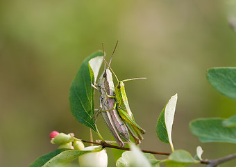 Image showing Grasshoopers - Insect's hardcore :-)