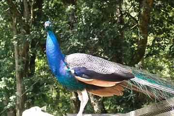 Image showing peacock