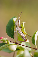 Image showing Grasshoopers - Insect's hardcore :-)