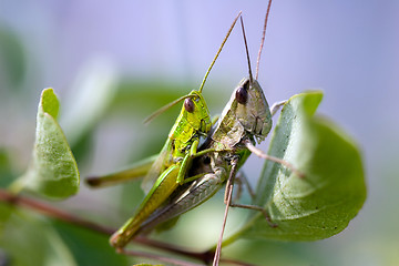 Image showing Grasshoopers - Insect's hardcore :-)